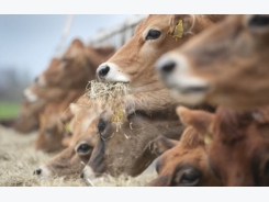 Better feed efficiency: Holstein or Jersey?
