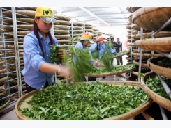 Bright prospect for tea exports in final quarter