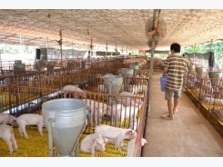 Vietnam seeks to export pork