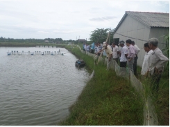 Trà Vinh: Nhân rộng mô hình nuôi tôm sú bán thâm canh