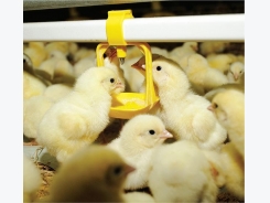 Why use a starter feed from the day the chicks hatch?