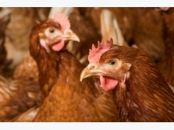 Keel bone damage in poultry layers explored