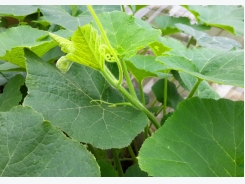 Kỹ thuật trồng bí ngô theo hướng khai thác ngọn