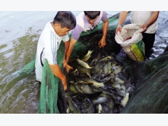Một số biện pháp để tăng cường sức đề kháng cho động vật thủy sản