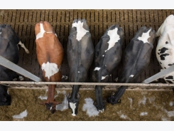 Methionine in cows' diets for better embryos