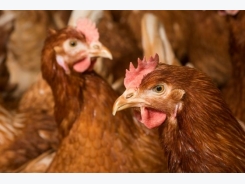 Laying hen behaviour: Artificial vs natural ammonia