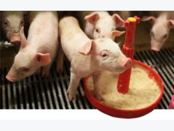 Strategies to control piglet weight variability in the nursery (2/2): Feeding and feeding