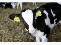 Improving calf health in Denmark