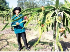 Làm giàu trên đất cát bạc màu