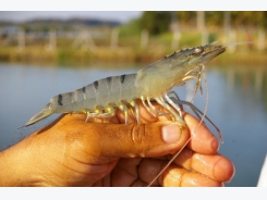 Bacterial diseases of shrimps and their management