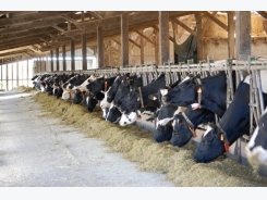 Combatting inefficient nitrogen use in dairy cows