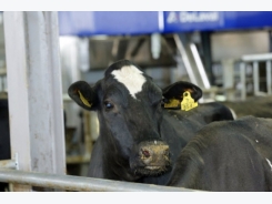 Precision dairy farming: What does it mean today?