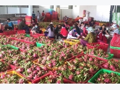 Vietnamese fruit, vegetable exporters seek opportunities in EU