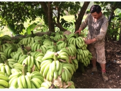 Vựa chuối Lào Cai chín vàng khắp nơi, dân chán nản không buồn thu hoạch!