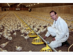 Gut health and immunity key in antibiotic-free poultry production