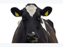 Biomin Mycotoxin Survey highlights risks to dairy