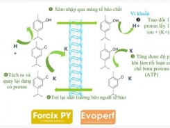 Tác dụng của tinh dầu trong chăn nuôi