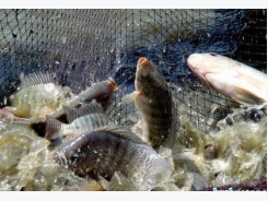 Phòng, chữa bệnh hiệu quả cho cá nuôi với 7 loại thảo mộc