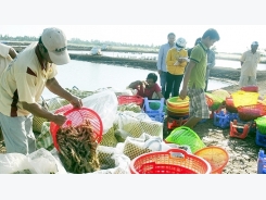 Vietnam seeks to diversify its seafood markets as exports to US decline