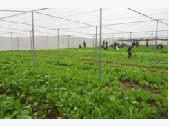 Hanoi promotes hi-tech agricultural development