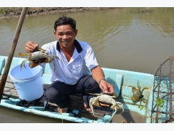 Kỹ thuật nuôi cua biển thương phẩm trong ao vừa tiết kiệm vừa cho lãi lớn