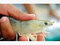 Ecuador to spearhead global shrimp standards initiative