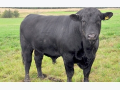 Breeding ‘safer’ hornless Holstein cows