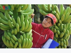 Vietnamese farm produce seeks path to Middle East
