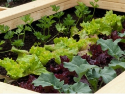 How to Grow a Small-Space Vegetable Garden