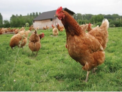 Future of poultry welfare: What producers should expect