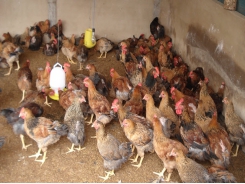 Kỹ thuật chăn nuôi gà thả vườn theo hướng an toàn sinh học - Phần 3