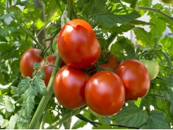 Why prune tomatoes?