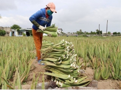 Ninh Thuận farmers strike it rich with aloe vera