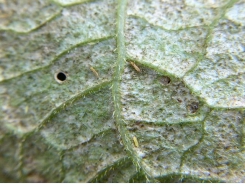 Beware the thrips threat!