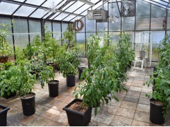 Propagation Procedures for Growing Tomatoes