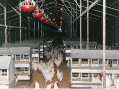 Encouraging Hens to Lay in Nests