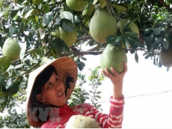 Fruit, veggie exports likely to hit US$3.8 billion