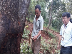 Bình Phước farmers learn new techniques for cashew cultivation