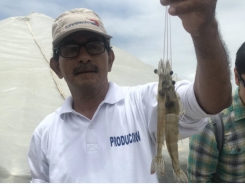 A progressive approach to shrimp health management