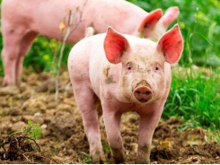 Lai tạo giống lợn kháng virut gây hội chứng hô hấp và sinh sản