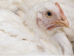 How pie pans can help fight poultry diseases