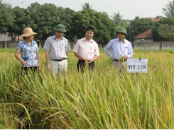 Các giống lúa đáp ứng nhu cầu ăn khỏe