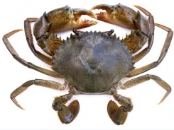 Mud crab aquaculture