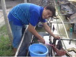 Bà Rịa - Vũng Tàu: Sản xuất lươn giống bán nhân tạo cho thu nhập ổn định