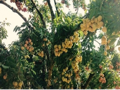 Hạn chế nứt quả vải thiều