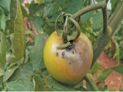 Controlling the African bollworm