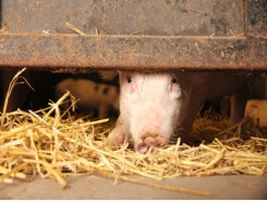 Tryptophan level, light exposure may alter piglet behavior but not feed intake