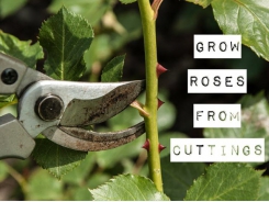 Growing Roses from Cuttings