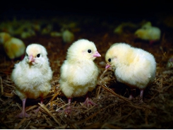 Why welfare is integral to good poultry management