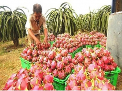 Vietnam optimizes dragon fruit exports